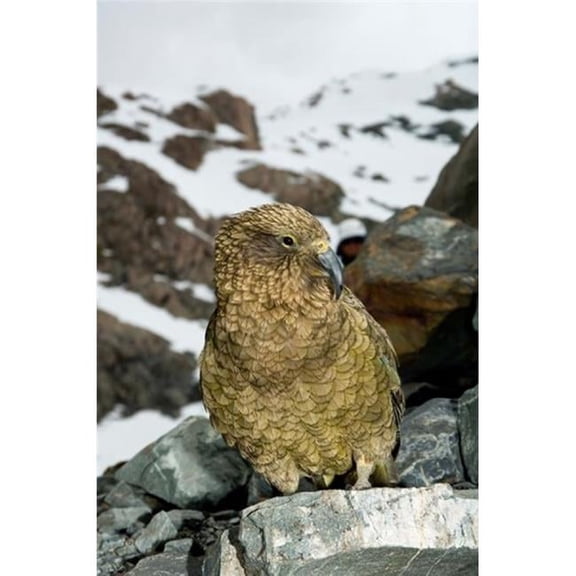 Posterazzi PDDAU02FNO0452 New Zealand South Island Arrowsmith Kea Bird Up Close Poster Print by Fredrik Norrsell - 17 x 26 in.
