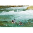 thumbnail image 1 of Posterazzi PDDAU02FNO0586 New Zealand South Island Kelly Creek Blue Duck Poster Print by Fredrik Norrsell - 26 x 17 in., 1 of 1