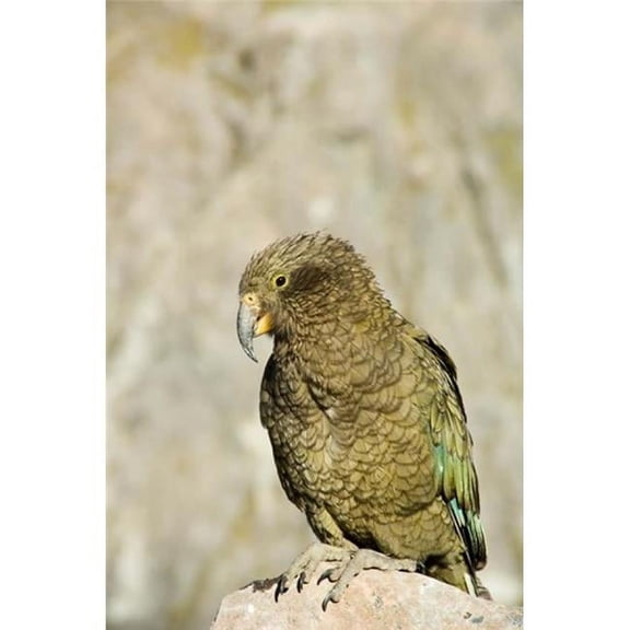 Posterazzi PDDAU02FNO0626 New Zealand South Island Arthurs Pass Np Kea Poster Print by Fredrik Norrsell - 17 x 26 in.