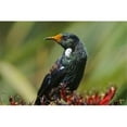 thumbnail image 1 of Posterazzi PDDAU02FNO0779 New Zealand Stewart Island Halfmoon Bay Tui Bird Poster Print by Fredrik Norrsell - 26 x 17 in., 1 of 1