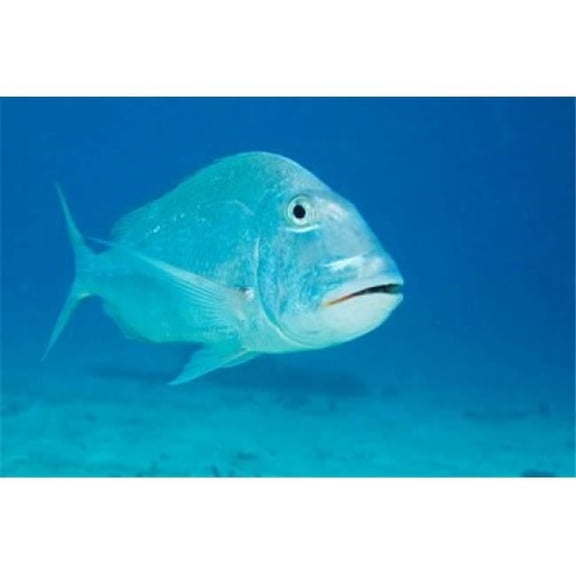 Posterazzi PDDCA09POX0141 Jolthead Porgy Fish Bonaire Netherlands Antilles Poster Print by Pete Oxford - 36 x 24 in.