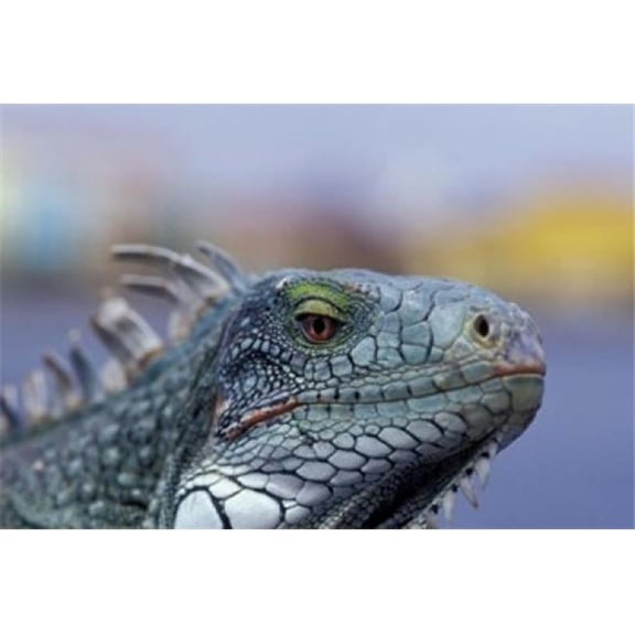 Posterazzi PDDCA12GJO0030 Iguana Curacao Caribbean Poster Print by Greg Johnston - 26 x 18 in.