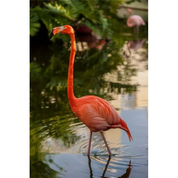 Posterazzi PDDCA14LEN0268 Pink Flamingo Bavaro Higuey Punta Cana Dominican Republic Print by Lisa S. Engelbrecht