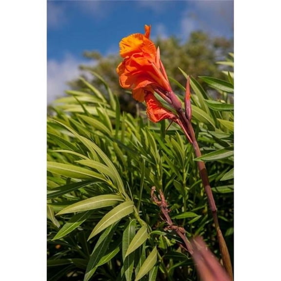 Posterazzi PDDCA14LEN0288 Dominican Republic Punta Cana Flower Poster Print by Lisa S. Engelbrecht - 15 x 22 in.