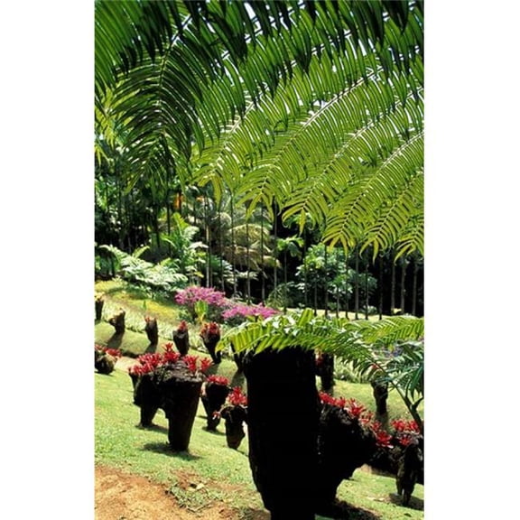 Posterazzi PDDCA23WBI0073 Tropical Plants at the Pitons Du Carbet Martinique Caribbean Print by Walter Bibikow