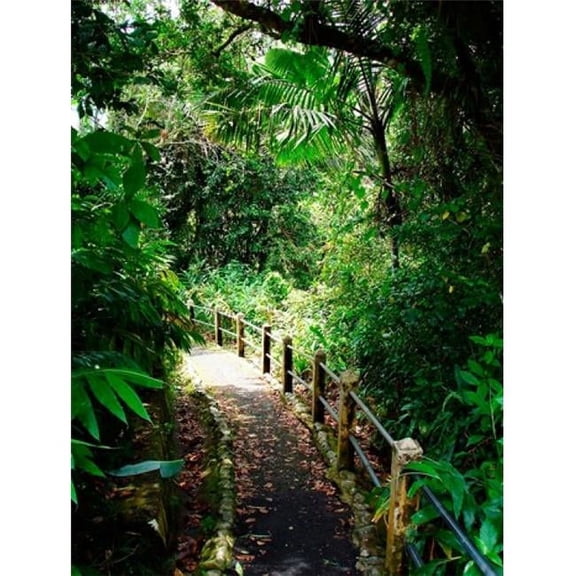 Posterazzi PDDCA27MGL0030 Puerto Rico Luquillo El Yunque National Forest Path Poster Print by Miva Stock - 20 x 26 in.