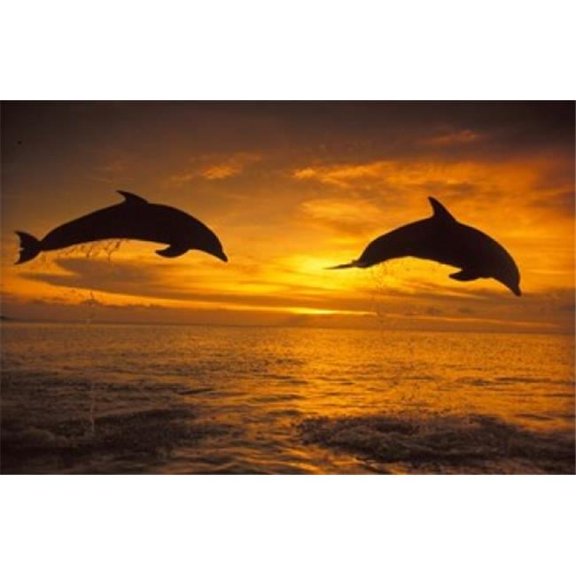 Posterazzi PDDCA39SWE0003 Silhoutte of Bottlenose Dolphins Caribbean Poster Print by Stuart Westmorland - 27 x 18 in.