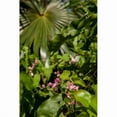 thumbnail image 1 of Posterazzi PDDCA42LEN0007 Tropical Flowers & Palm Tree Grand Cayman Cayman Islands British West Indies Poster Print by Lisa S. Engelbrecht, 1 of 1