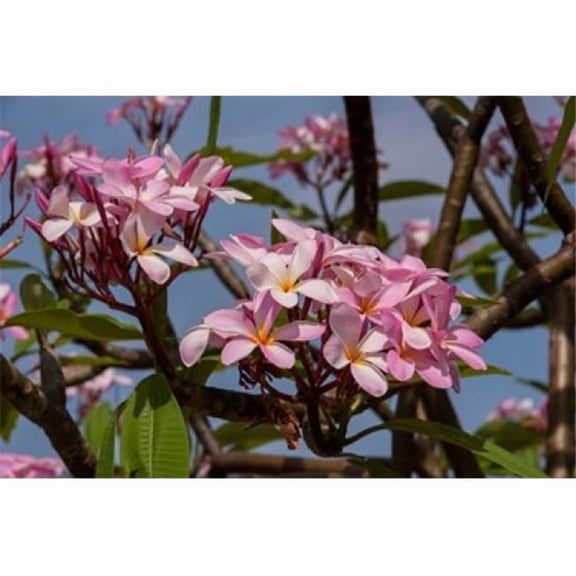 Posterazzi PDDCA42LEN0024 Pink Oleander Flora Grand Cayman Cayman Islands British West Indies Poster Print by Lisa S. Engelbrecht