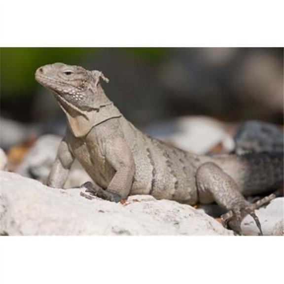Posterazzi PDDCA42PSO0069 Cayman Islands Caymans Iguana Lizard Rocky Beach Poster Print by Paul Souders - 26 x 18 in.