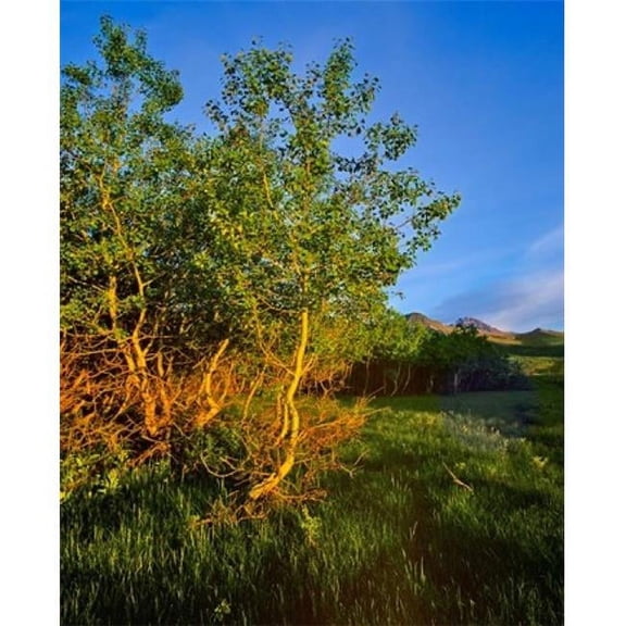 Posterazzi PDDCN01CHA0034 Quaking Aspen Grove Along the Rocky Mountain Front in Waterton Lakes National Park Alberta Canada Poster Print by Chuck Haney