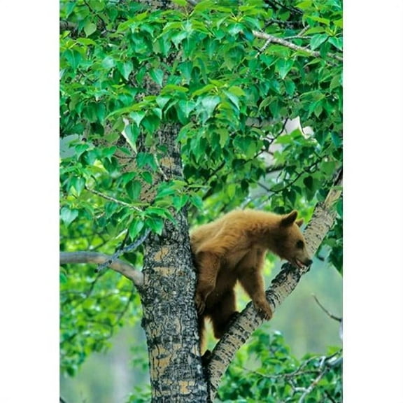 Posterazzi PDDCN01CHA0052 Black Bear Aspen Tree Waterton Lakes Np Alberta Poster Print by Chuck Haney - 19 x 26 in.