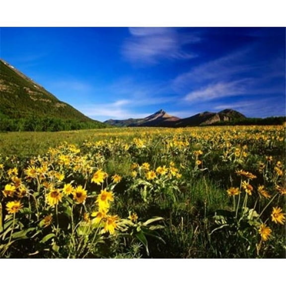 Posterazzi PDDCN01CHA0054 Arrowleaf Balsomroot Covers the Praire Waterton Lakes National Park Alberta Canada Poster Print by Chuck Haney