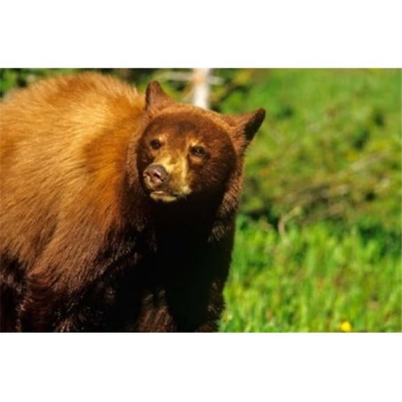 Posterazzi PDDCN01CHA0113 Juvenile Black Bear Waterton Lakes Np Alberta Canada Poster Print by Chuck Haney - 27 x 18 in.