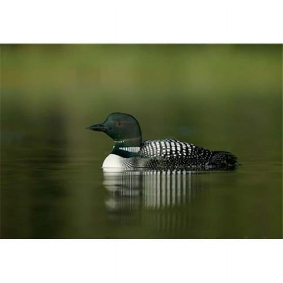 Posterazzi PDDCN02BJA0004 British Columbia Kamloops Common Loon Bird Poster Print by Jaynes Gallery - 26 x 18 in.