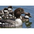 thumbnail image 1 of Posterazzi PDDCN02CSL0002 Barrows Goldeneye Female with Chicks Lac Le Jeune British Columbia Canada Poster Print by Charles Sleicher, 1 of 1