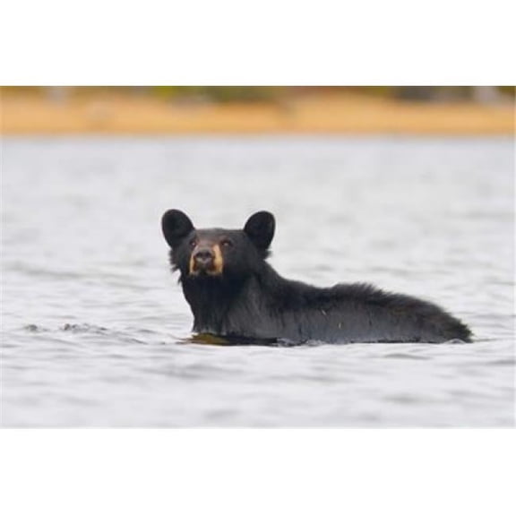 Posterazzi PDDCN02GLU0069 British Columbia Bowron Lakes Park Black Bear Poster Print by Gary Luhm - 26 x 17 in.