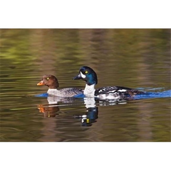 Posterazzi PDDCN02LDI0007 British Columbia Near Kamloops Common Goldeneye Ducks Poster Print by Larry Ditto - 31 x 21 in.