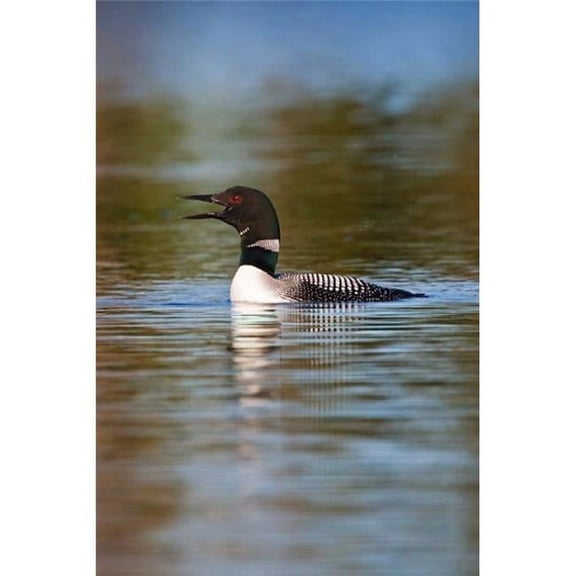 Posterazzi PDDCN02LDI0009 British Columbia Common Loon Bird on Lake Poster Print by Larry Ditto - 21 x 31 in.