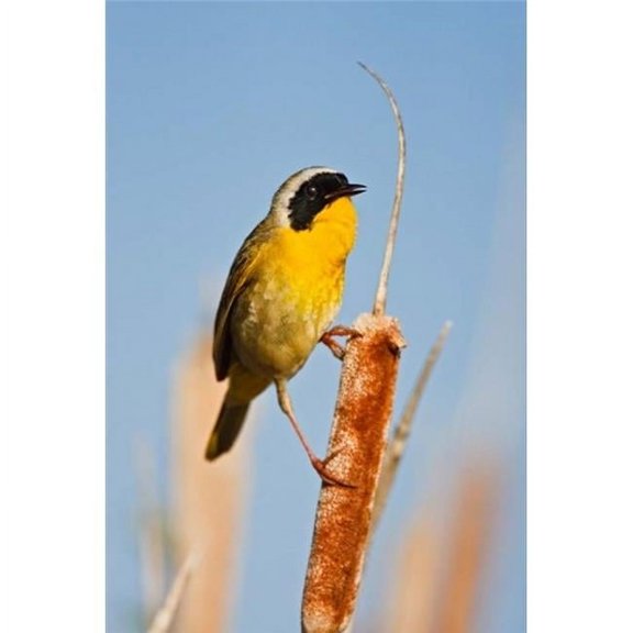 Posterazzi PDDCN02LDI0029 British Columbia Common Yellowthroat Breeding Territory Poster Print by Larry Ditto - 18 x 26 in.