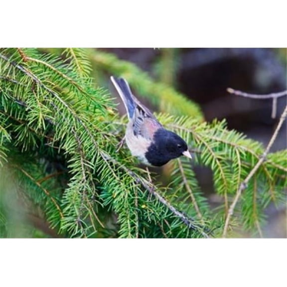 Posterazzi PDDCN02LDI0030 British Columbia Dark-Eyed Junco Bird in a Conifer Poster Print by Larry Ditto - 26 x 18 in.