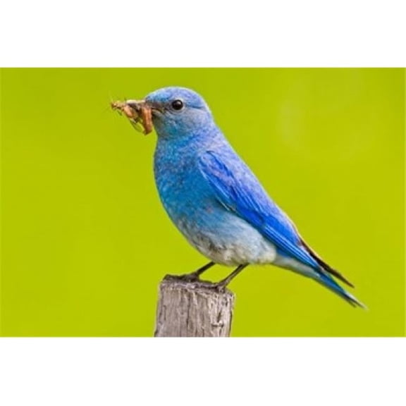 Posterazzi PDDCN02LDI0044 Mountain Bluebird with Caterpillars Near Kamloops British Columbia Canada Print by Larry Ditto