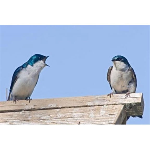 Posterazzi PDDCN02LDI0068 British Columbia Tree Swallows Perched on Bird House Poster Print by Larry Ditto - 26 x 18 in.