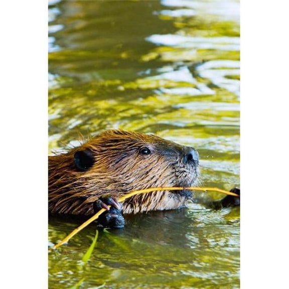 Posterazzi PDDCN02PCL0173 Head of American Beaver Stanley Park British Columbia Poster Print by Paul Colangelo - 17 x 26 in.