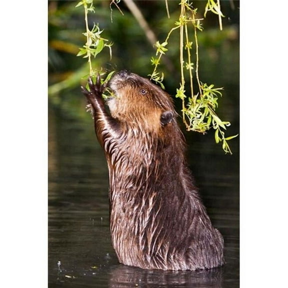Posterazzi PDDCN02PCL0175 American Beaver Stanley Park British Columbia Poster Print by Paul Colangelo - 17 x 26 in.