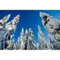 thumbnail image 1 of Posterazzi PDDCN02PCL0248 Snow-Laden Forest Seymour Mountain British Columbia Poster Print by Paul Colangelo - 26 x 18 in., 1 of 1