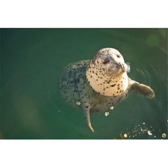Posterazzi PDDCN02SWS0005 Harbor Seals Oak Bay Victoria British Columbia Poster Print by Stuart Westmorland - 26 x 18 in.