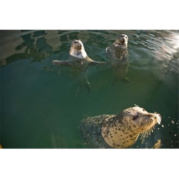 Posterazzi PDDCN02SWS0086 British Columbia Victoria Harbor Seals Oak Bay Poster Print by Stuart Westmorland - 26 x 18 in.