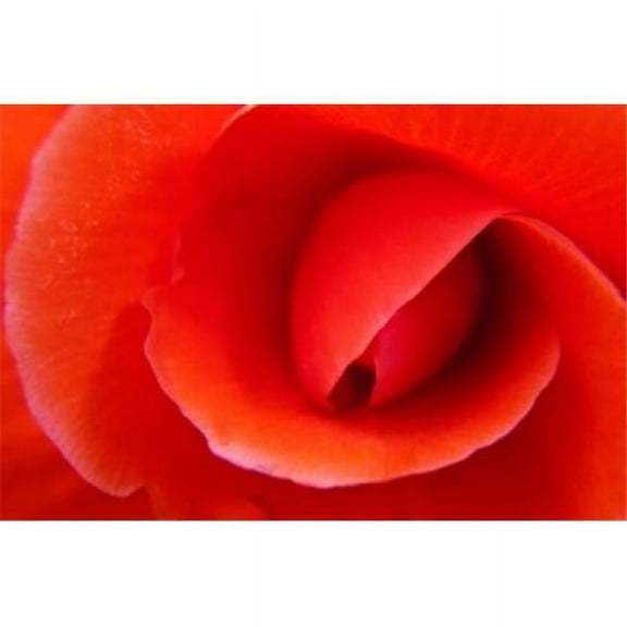 Posterazzi PDDCN02TEG0008 Red Begonia Flower Victoria British Columbia Poster Print by Terry Eggers - 24 x 16 in.