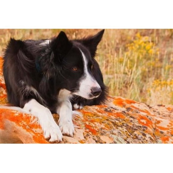 Posterazzi PDDNA02PWO0039 Purebred Border Collie Dog on Moss Rock Poster Print by Piperanne Worcester - 24 x 16 in.