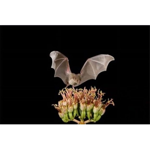 Posterazzi PDDNA02RNU0186 Lesser Long-Nosed Bat Tuscon Arizona Poster Print by Rolf Nussbaumer - 35 x 23 in.