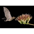thumbnail image 1 of Posterazzi PDDNA02RNU0188 Lesser Long-Nosed Bat in Flight Feeding on Agave Blossom Tuscon Arizona Poster Print by Rolf Nussbaumer, 1 of 9
