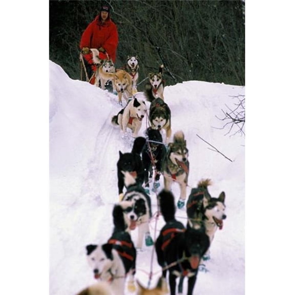 Posterazzi PDDUS02PSO0071 Dog Sled Racing in the 1991 Iditarod Sled Race Alaska USA Poster Print by Paul Souders - 24 x 36 in.