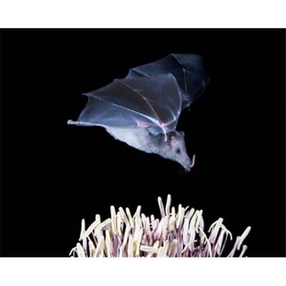 Posterazzi PDDUS03AGA0001 Leafnosed Fruit Bat Agave Tucson Arizona USA Poster Print by Alice Garland - 34 x 27 in.