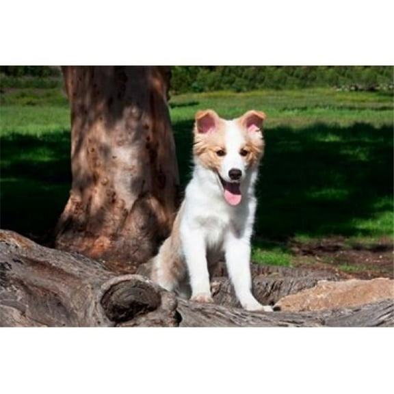 Posterazzi PDDUS05ZMU0048 A Border Collie Puppy Dog by a Tree Poster Print by Zandria Muench Beraldo - 24 x 16 in.