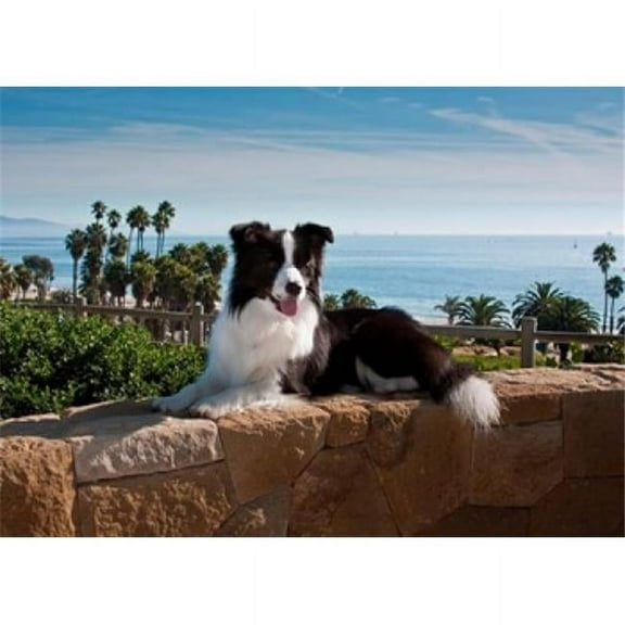 Posterazzi PDDUS05ZMU0102 A Border Collie Dog Resting on a Wall Poster Print by Zandria Muench Beraldo - 24 x 17 in.