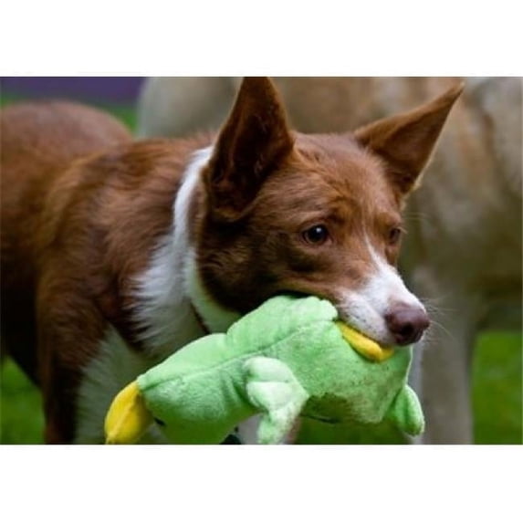 Posterazzi PDDUS05ZMU0177 USA California Mcnab Shepherd at Play Poster Print by Zandria Muench Beraldo - 24 x 17 in.