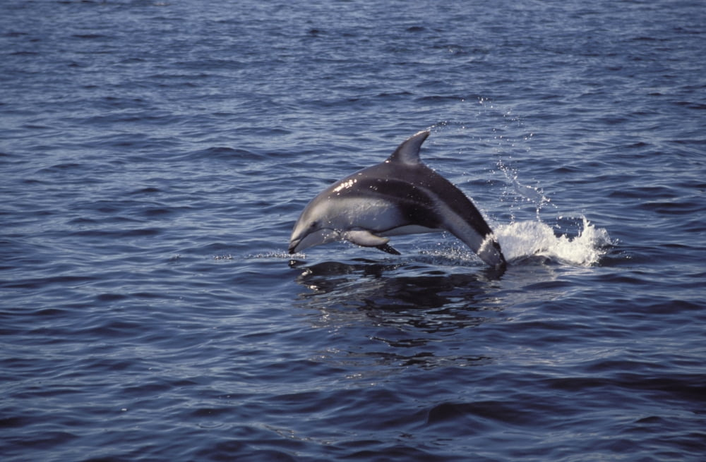 Posterazzi Pacific White Sided Dolphin Johnston Strait Vancouver Island Canada Canvas Art - Ron Sanford  Design Pics (34 x 22)