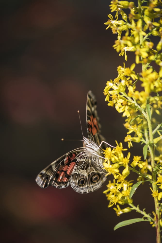 Posterazzi Painted Lady Butterfly (Cynthia) feeds on goldenrod Tahlequah Oklahoma United States of America Canvas Art - Robert L Potts Design Pics (24 x 38)