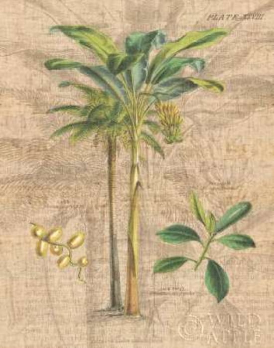 Posterazzi Palm Study I Canvas Art - Wild Apple Portfolio (22 x 28)