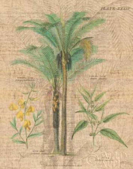 Posterazzi Palm Study II Canvas Art - Wild Apple Portfolio (22 x 28)