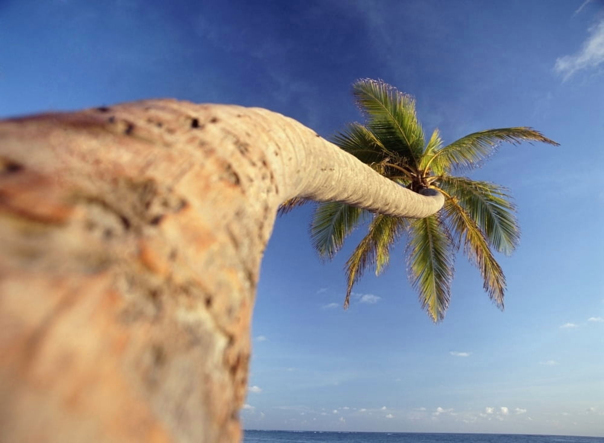 Posterazzi Palm Tree Above Bavaro Beach At Dawn Canvas Art - Ian Cumming Design Pics (32 x 24)