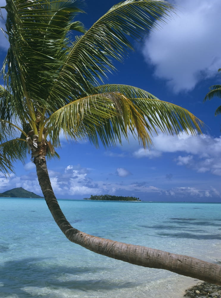 Posterazzi Palm Tree Leaning Over Sea Canvas Art - Chris Caldicott Design Pics (26 x 36)
