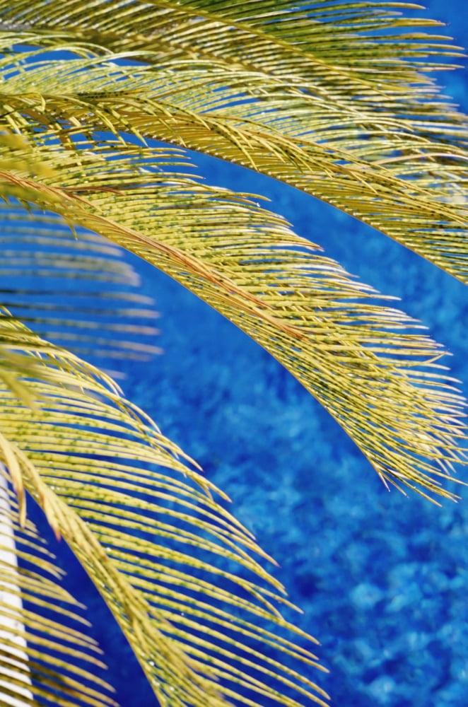 Posterazzi Palm Tree South Beach Close Up Canvas Art - Giles Caldicott Design Pics (24 x 38)