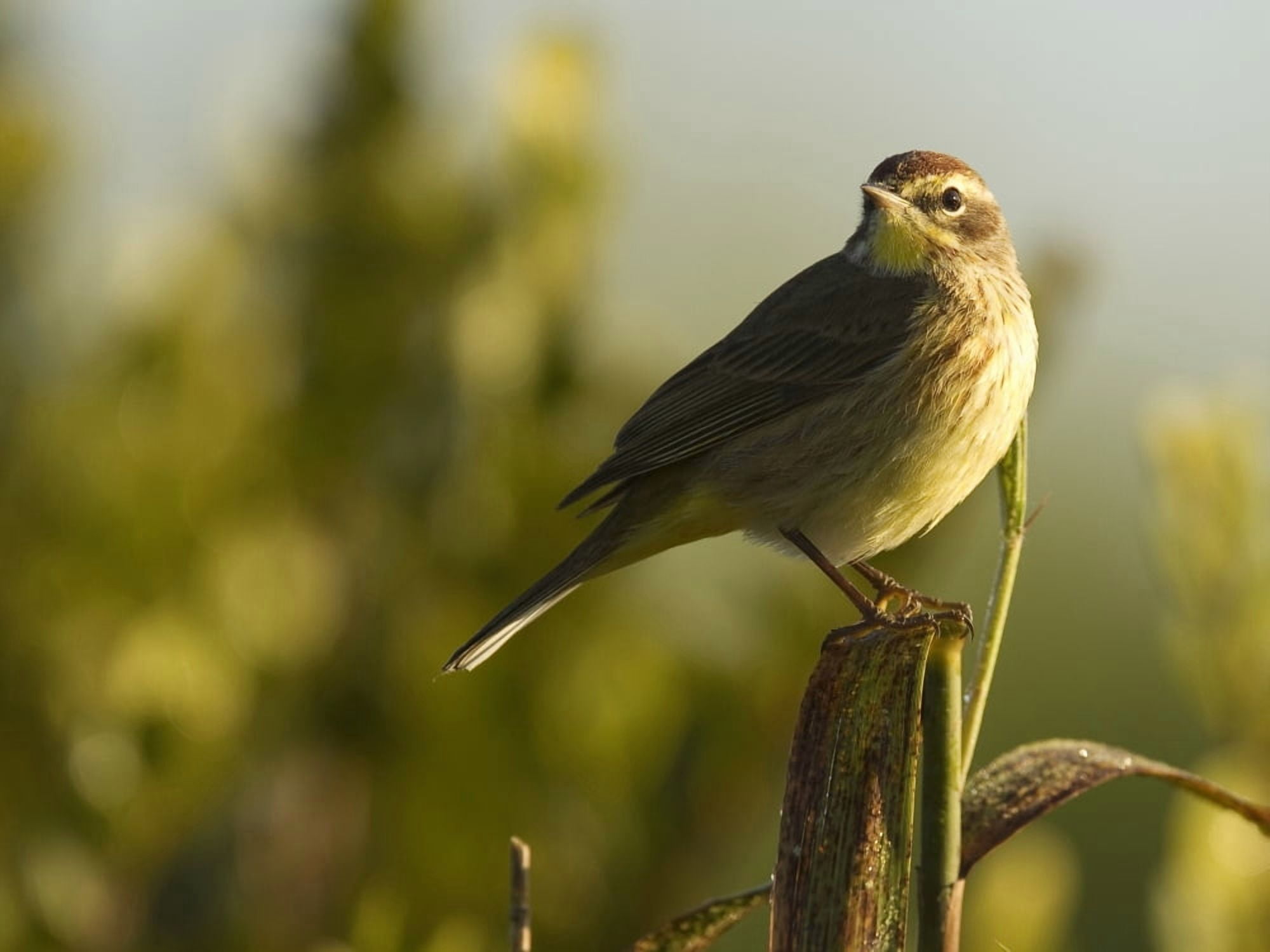 Posterazzi Palm Warbler Everglades National Park Florida Canvas Art - Robert Postma Design Pics (32 x 24)