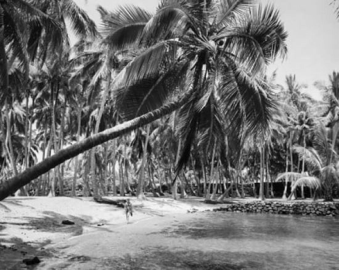 Posterazzi Palm tree leaning over the beach Hawaii USA Canvas Art - (24 x 36)